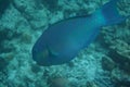 Heavybeak parrotfish Scarus gibbus Royalty Free Stock Photo